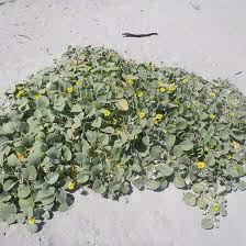 Image result for Arctotheca populifolia