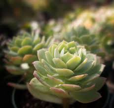 Ocotillo looks a lot like cactus, but it is not a true cactus. Sedeveria Green Rose Cactus Jungle