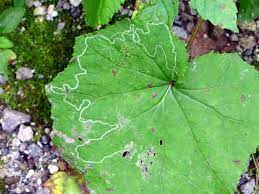 Coltsfoot is a perennial plant that looks similar to a dandelion when it blooms in spring. Leaf Miner On Coltsfoot Outside My Window