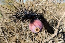 Image result for Pycreus aethiops