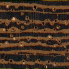 Image result for Millettia stuhlmannii