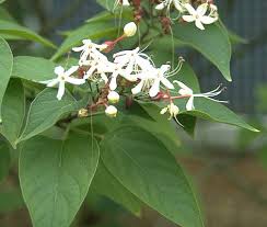Image result for Clerodendrum ternatum