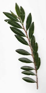 Image result for Aphloiaceae