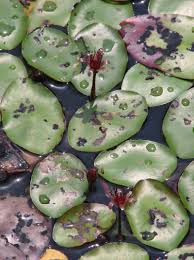 Image result for Brasenia