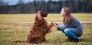 Get our nationwide pet transport service for dogs, cats, and small animals plus more at tlcpettransport.com. Flying With Pets Basic Information Aeroflot