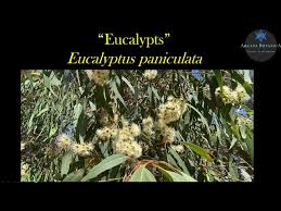 Image result for Eucalyptus paniculata