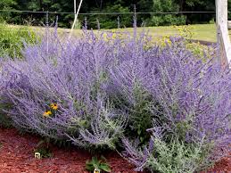 We did not find results for: Russian Sage Perovskia Atriplicifolia Knecht S Nurseries Landscaping
