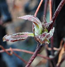 What do clematis flower buds look like. Clematis Pruning Made Simple