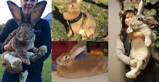 Flemish giant size, weight and lifespan. Video Known As The King Of Rabbits Meet The Flemish Giant Rabbit