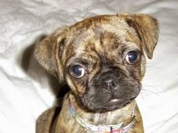 Lancaster puppies advertises puppies for sale in pa, as well as ohio, indiana, new york and other states. Ottawa Dog Of The Week Nutmeg The Pug Boston Terrier Mix Boston Terrier Pug Pug Mix Bugg Puppies