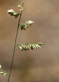 Image result for Eragrostis dinteri