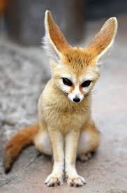 Fennec Fox Their Legal As Pets In Only Certain States Haven T Checked If They Are In Ga Cause They Re Kind Of Expensive Cute Animals Nature Animals Animals