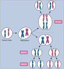 Meiosis concept map masteringbiology answers 35419 usbdata. Me In Meiosis Real World Biology Ck 12 Foundation