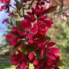 Image result for Malus × purpurea