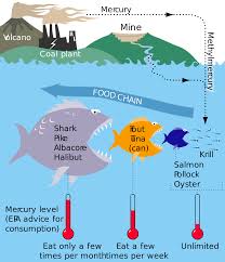 Mercury In Fish Wikipedia