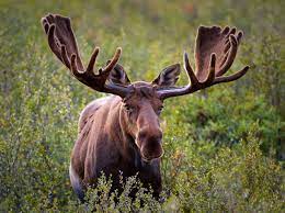 Alpha 50 finally brings seasons to the game. Rutting Behavior Of Moose U S National Park Service