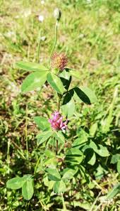 Die Gruene Seele De Luzerne Medicago Lyucerna In 2020 Heilpflanzen