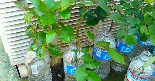 Choisissez parmi des gîtes de pêche, des villas, chalets, cabanes au bord de l'eau rigoureusement sélectionnés et vérifiés. 40 Herbes Plantes Et Legumes A Faire Pousser Dans L Eau