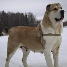 affordable dog training nyc id 4552002380 dog breeds alabai dog dogs