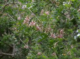 Image result for Indigofera transvaalensis