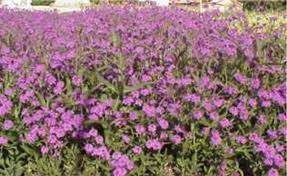 Image result for Barleria rigida