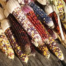 We did not find results for: Indian Corn A Fall Favorite History