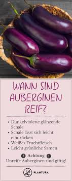 Im freiland liegt die erntezeit von auberginen von august bis in den herbst. Pin Auf Gartentipps