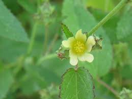 Image result for Sida ovata