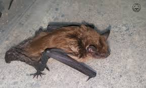 Bats are nocturnal, flying animals that are known for inhabiting dark and secluded locations. Bat Removal What To Do Brilliex Pest Control