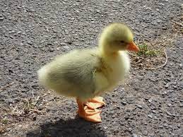 41 Adorable Baby Animal Names With Pics Baby Animal Names Cute Baby Animals Baby Animals