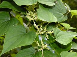 Image result for Polystachya villosa
