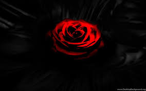 We did not find results for: Red Rose In The Dark Wallpaper Desktop Background
