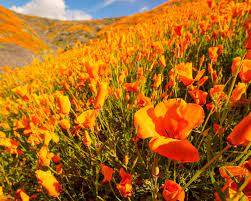 Did you miss the spring bloom season in california? Rare California Super Bloom Ignites The Hills In Vibrant Orange Poppies