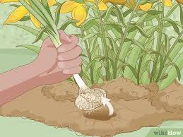 If you store your bulbs in the winter, then divide when you dig them up for storage. 3 Ways To Divide And Transplant Lilies Wikihow