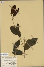 Image result for Pouteria altissima