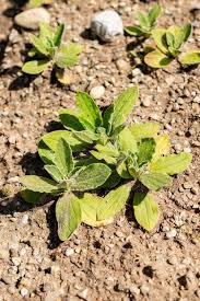 Image result for Helichrysum aureum