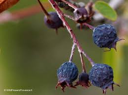 Image result for Amelanchier ovalis