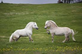 Mazthespaz Mazthespaz Lille Ullrik Meeting Ronja For The First Time He Is The Rarest Colour Of Fjord Horses Yellow Dun Horses Fjord Horse Horse Breeds