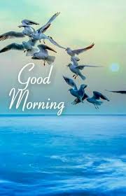 818 Nature Good Morning Images Photos Flowers Pictures The nature of the insect butterfly. good morning images photos flowers pictures