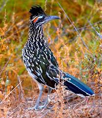 Black Bird With Long Tail Feathers In Texas Favorite Texas Bird The Greater Roadrunner Geococcyx Californianus Is A Long Legged Bird In The Cuckoo Family Fotos De Aves Aves De Corral Aves Hermosas