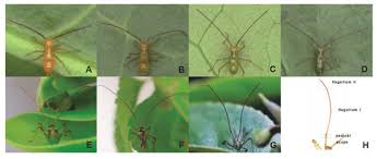 Image result for Hetaeria tetraptera