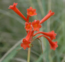 Image result for Cyrtanthus galpinii