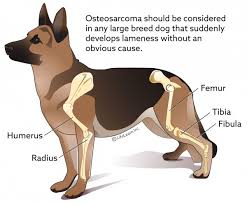 Histiocytoma is a tumor that occurs most often in dogs younger than three years, and in particular breeds, such as the scottish terrier, boxer, boston terrier, greyhound, english bulldog, and chinese shar pei. Osteosarcoma In Dogs Vca Animal Hospital