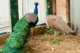 Maybe you would like to learn more about one of these? Couple 55 Given Asbo Warning After Their Escaped Peacocks Poo All Over Picturesque Local Village