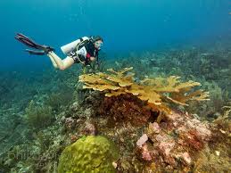 Jun 02, 2018 · in mexico, basic level divers are required to be physically healthy and somewhat athletic, as well as ten or older. Mexico Padi Open Water Dive Course In Xcalak From 605 Awe365