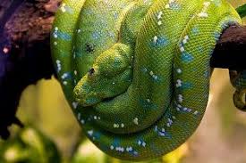 Australian Rainforest Snake Rainforest Animals Tree Frogs Frog Habitat