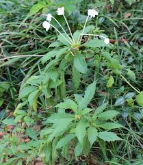 Image result for Clerodendrum incisum