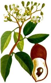 Image result for Hymenaea courbaril
