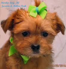Pet adoption nj events where can i adopt a puppy for free. Teacup Yorkie Rescue Nj