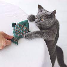 instagram photo by yumiko higuchi jun 4 2016 at 10 58pm utc ハンドメイド にゃん 刺繍